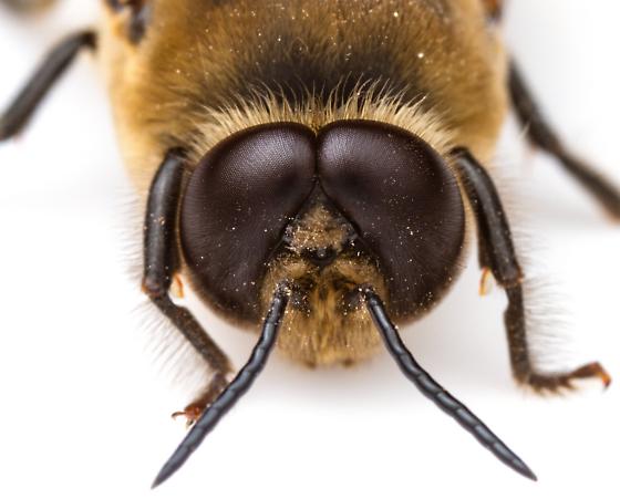 The Unsung Heroes of the Hive: Drone Bees