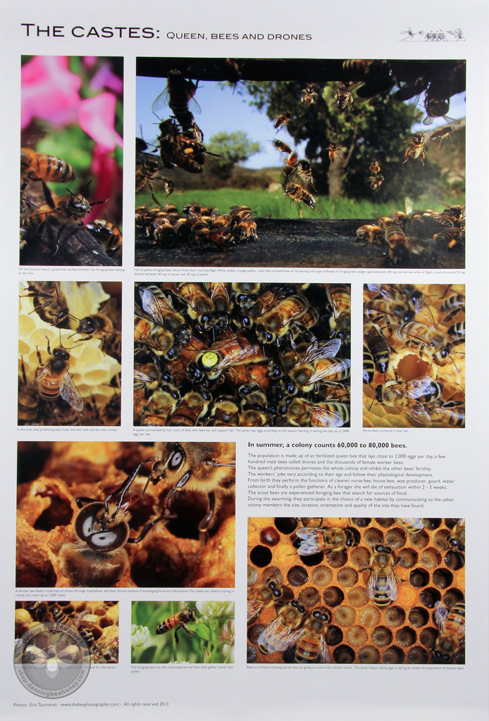 Castes Of Honey Bees – Honey Bee Research Centre